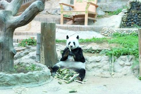 Lihat Panda Tak Perlu Jauh ke China, di Thailand Juga Ada