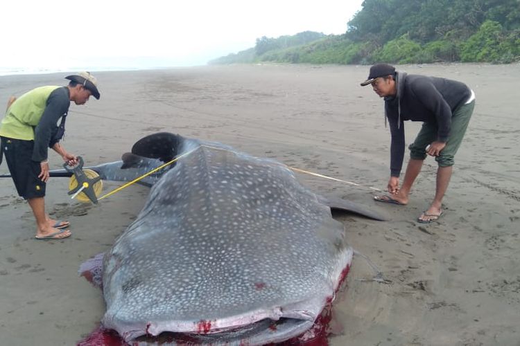 Petugas saat mengukur Hiu Tutul yang mati terdampar di Alas Purwo Banyuwangi 