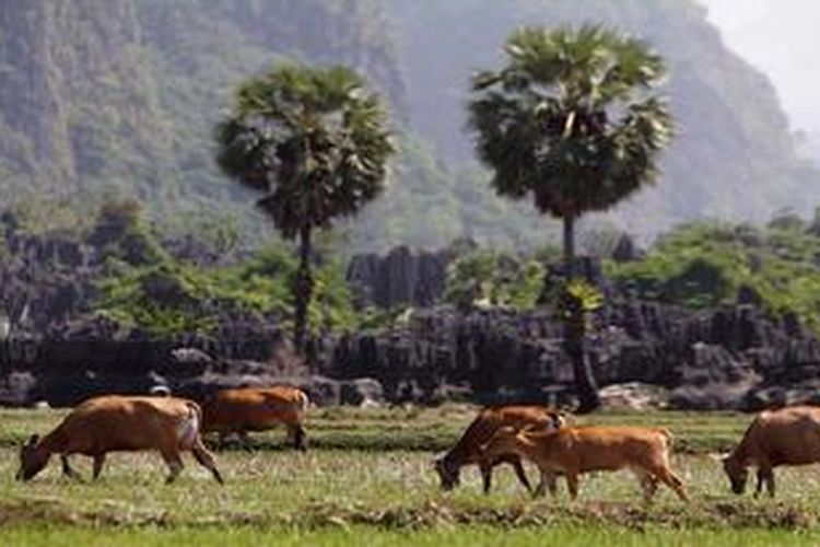 Sapi makan rumput di pematang sawah disekitar kawasan karst di Dusun Rammang-Rammang, Desa Salenrang, Kecamatan Bontoa, Maros, Sulawesi Selatan, Minggu (11/11/2012). Gugusan batu kapur seluas 300.000 hektar di Maros-Pangkep, Sulawesi Selatan itu juga merupakan penampung air raksasa yang memasok air bersih dan sumber irigasi.
