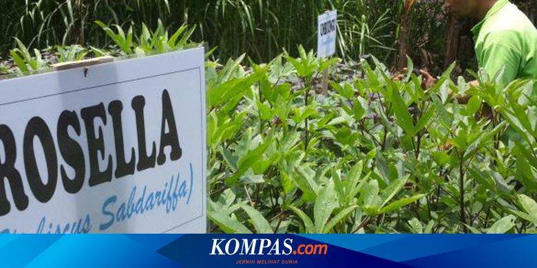 Penemuan Obat Baru Terganjal Bahan Baku Tanaman  Herbal  