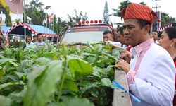 Kopi Toraja Makin Mendunia, Pemerintah Bantu Petani Bibit Unggulnya