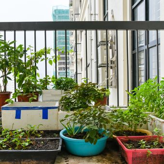 Ilustrasi berkebun di balkon apartemen.