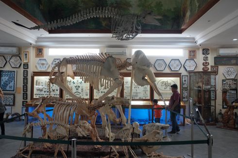 4 Tempat Wisata Anak di Medan, Ada Museum dan Pusat Edukasi Kura-kura