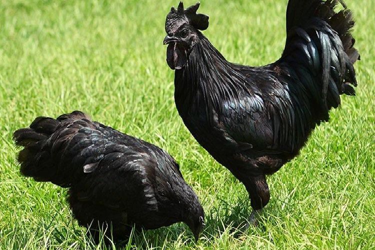 Fakta ayam cemani.