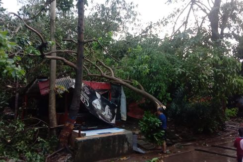 5 Pohon Tumbang di Tangsel Imbas Hujan Deras dan Angin Kencang, Timpa Warga hingga Tutup Akses Jalan