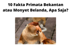10 Fakta Primata Bekantan atau Monyet Belanda, Apa Saja?