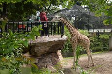 Ingin Jadi Perawat Satwa di Bandung Zoo Saat Libur Sekolah, Catat Syaratnya