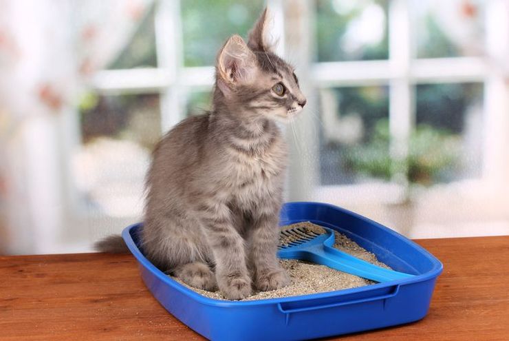 Penyebab Anak Kucing Enggan Buang Kotoran di Kotak Pasir