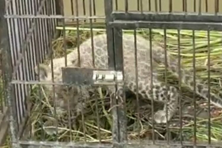 Anak leopard yang disita Polda Riau saat dititipkan di kebun binatang Kasang Kulim di Kabupaten Kampar, Senin (16/12/2020).