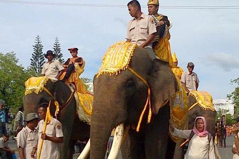 Diduga Keracunan, Dua Ekor Gajah Betina Ditemukan Mati di Aceh Jaya