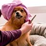 Simak, Panduan Memandikan Anjing yang Tepat