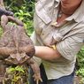 Kodok Tebu “Monster” Ditemukan di Australia, Dijuluki Toadzilla 