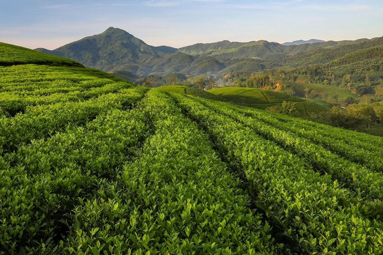 5 Wisata Kebun Teh di Jawa Timur untuk Destinasi Libur Long Weekend