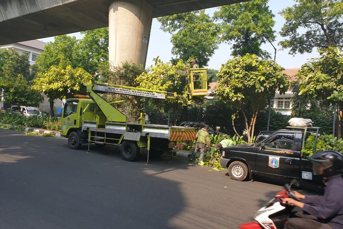 Pemkot Jakarta Selatan menoping pohon di beberapa wilayah di Jakarta Selatan, Selasa (2/7/2019)