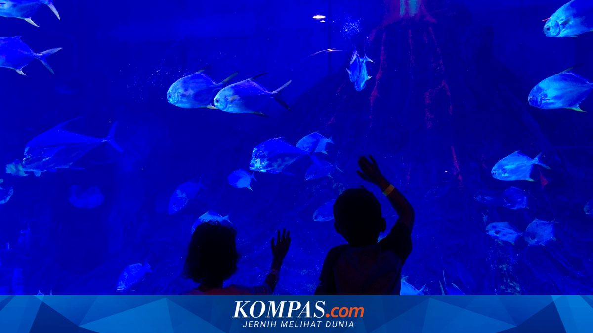 Pelajar Gratis Masuk BXSea Bintaro, Cukup Tunjukkan Nilai Rapor 80