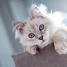 3 Cara Membersihkan Kotoran Tinja yang Menempel pada Bulu Kucing