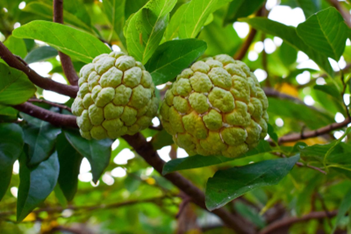 Kandungan buah srikaya relatif rendah kalori, tetapi mengandung berbagai nutrisi, seperti serat, vitamin, mineral, dan antioksidan.