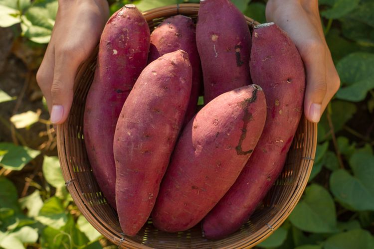 Ilustrasi menanam ubi jalar organik.