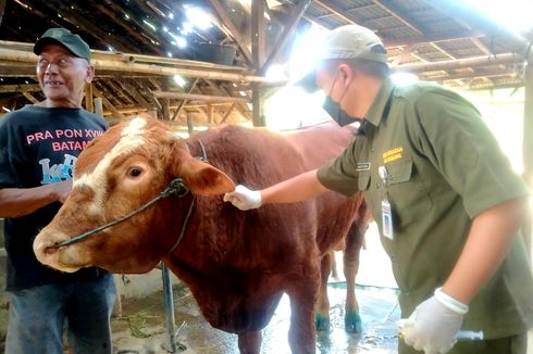 300 Sapi di Pemalang Suspek PMK, Sebagian Besar dari Jawa Timur