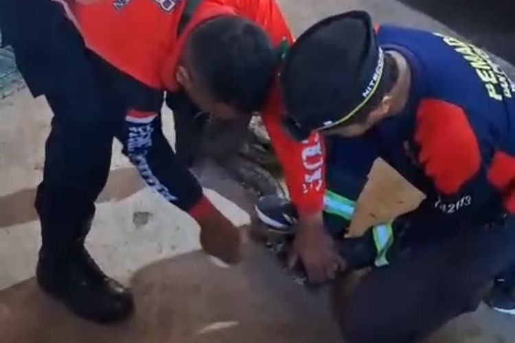 Damkar Pasuruan Evakuasi Ular Piton 4 Meter di Warung Kopi 