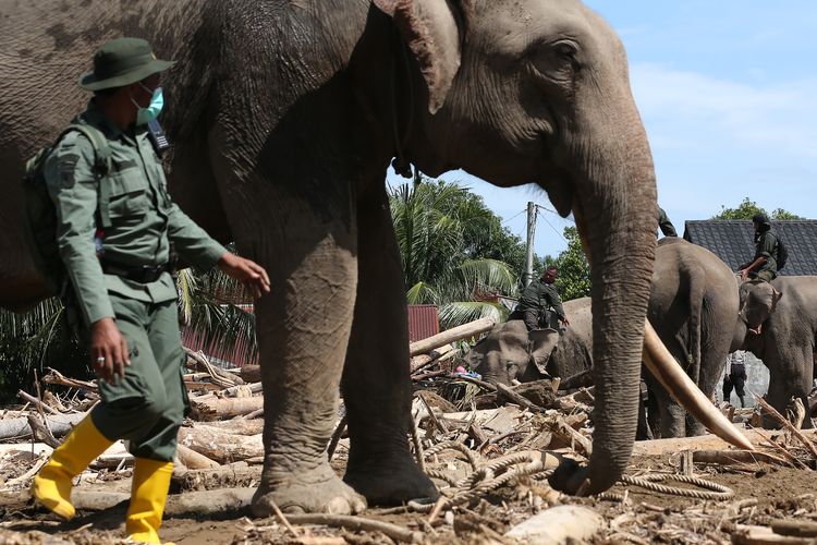 Gajah Sumatera (Elephas maximus sumatranus) jinak yang ditunggangi mahout dan petugas Balai Konservasi Sumber Daya Alam (BKSDA) Aceh membersihkan puing kayu yang menutupi jalan dan permukiman warga akibat bencana alam di Desa Meunasah Bie, Pidie Jaya, Aceh, Senin (8/12/2025). BKSDA Aceh mengerahkan empat ekor gajah jinak untuk membantu membersihkan puing kayu yang menutupi rumah penduduk pascabencana banjir bandang di Kabupaten Pidie Jaya. ANTARA FOTO/Irwansyah Putra/nz. 
