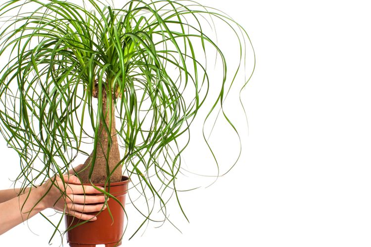 Ilustrasi tanaman hias Nolina atau ponytail palm.