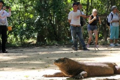 Wisata Super Premium Pulau Komodo untuk Pariwisata Berkelanjutan?