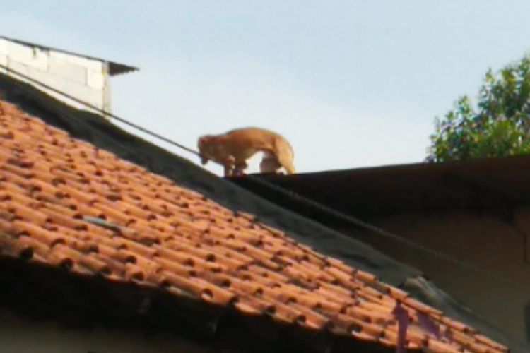 Seekor anjing milik Helen, tidak bisa turun dari genteng setelah mengejar seekor kucing di Kelurahan Cipayung, Kecamatan Cipayung, Jakarta Timur, Senin (11/10/2021).
