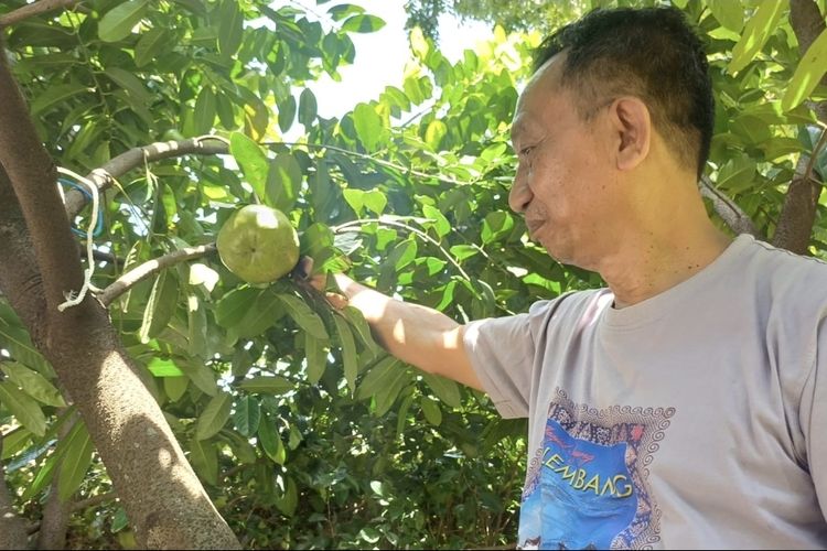 Cerita Bambang, Pensiunan PNS Purworejo yang Bertani Black Sapote: Perawatan Minim, Bernilai Tinggi