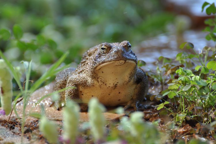 Ilustrasi katak.