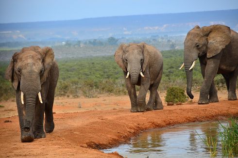 Apakah Peran Gajah untuk Menyelamatkan Bumi?