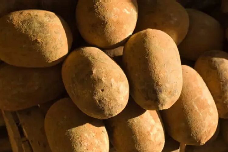 Cucupacu merupakan buah yang kaya akan vitamin dan mineral. Buah ini banyak dibudidayakan di sekitar hutan Amazon.