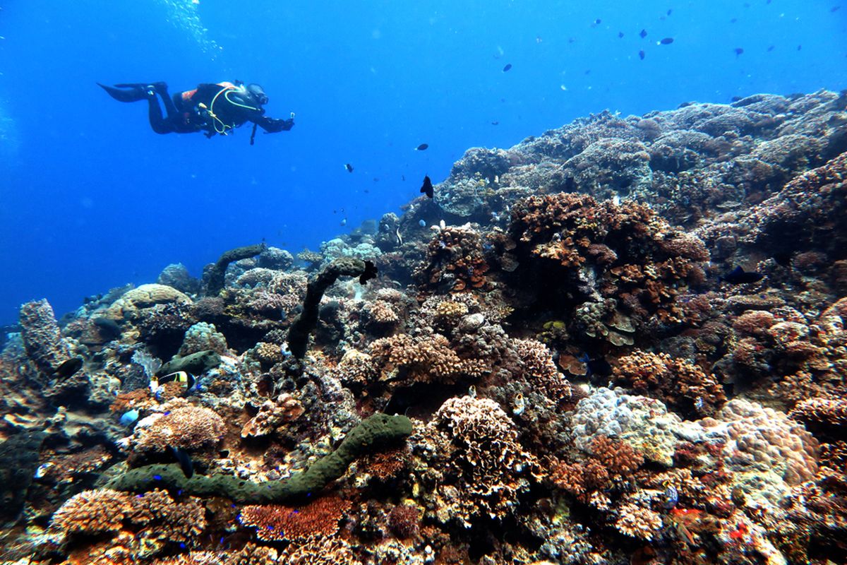 ILUSTRASI - Diving di Kepulauan Seribu, Jakarta