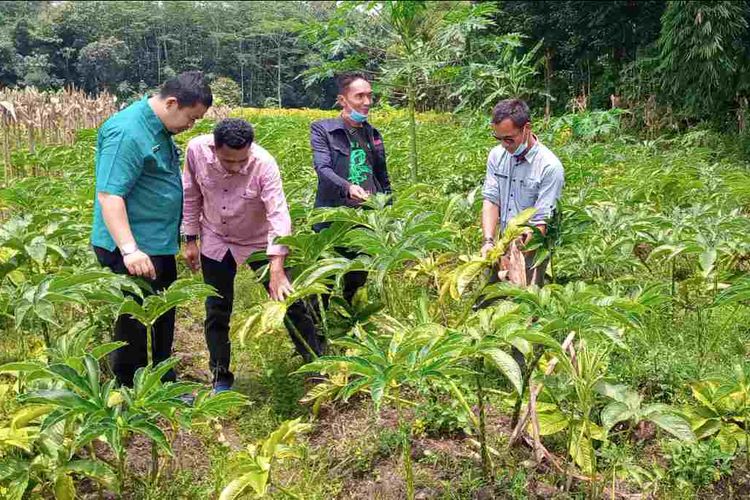 Kades Kadirejo Riyadi mengenalkan tanaman porang kepada peserta pelatihan.