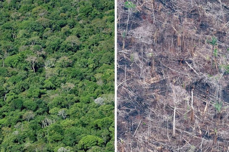 Perbedaan kondisi Hutan Amazon dalam kurun waktu kurang dari 10 tahun.