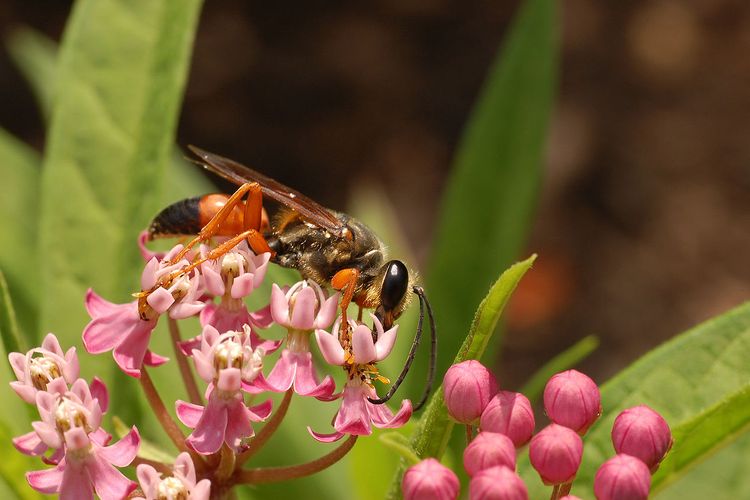 Illustration of an endangered insect