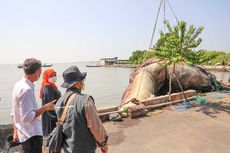 Bangkai Paus Balin Seberat 10 Ton yang Terdampar di Perairan Surabaya Akan Ditempatkan di Jatim Park