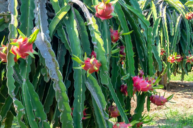 Ilustrasi perkebunan buah naga