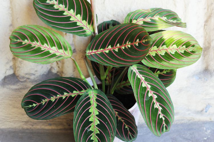 Ilustrasi tanaman hias calathea