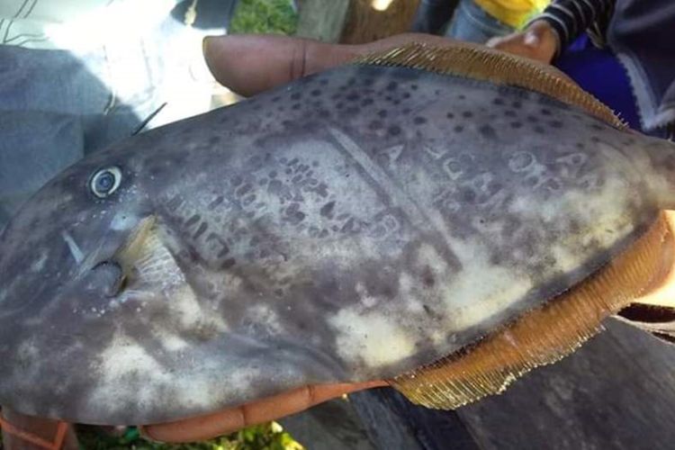 Seekor ikan dengan tuliskan kata-kata aneh di bagian tubuh ditemukan nelayan di Dusun Tanah Goyang, Kecamatan Huamual, Kabupaten Seram Bagian Barat, Maluku, Senin (21/10/2019)