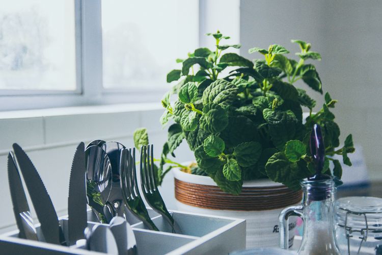 Tanaman di jendela dapur bisa menyaring udara pengap di dalam dapur.