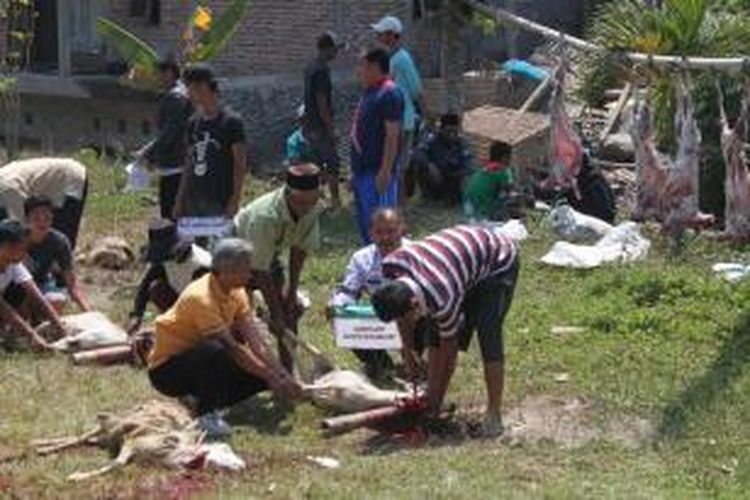 Warga Desa Sawangan Kecamatan Sawangan Kabupaten Magelang melakukan pemotongan hewan kurban hasil sumbangan TKI dan muslim di Singapura, Jumat (25/9/2015).