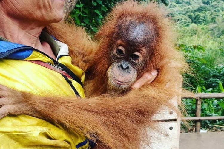Satu ekor anak Orangutan Tapanuli yang ditemukan warga masuk ke perkampungan di Desa Siandorandor, Tarutung, Tapanuli Utara dan dievakuasi petugas, Senin (15/6/2020). Orangutan berjenis kelamin betina ini, diperkirakan berusia dua tahun dan diberi nama Andorulina.