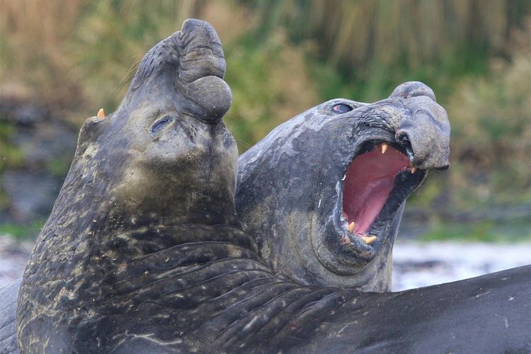 Sepasang gajah laut yang tinggal di Pulau Tristan da Cunha.