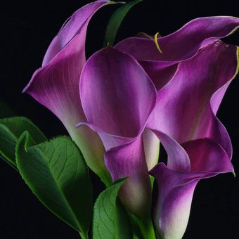 Ilustrasi bunga lily calla. 