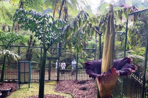 Bunga Bangkai di Kebun Raya Cibodas Mekar dengan Sempurna