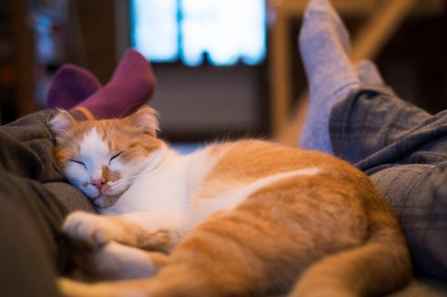 Kucing Suka Tidur di Kaki Kita, Ternyata Ini Alasannya