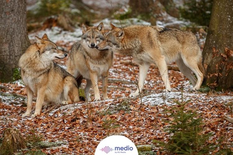 Terbentuknya kebiasaan hewan hidup berkelompok antara lain untuk mempermudah berburu makanan, melindungi diri dari predator, hingga saling menghangatkan di musim dingin.