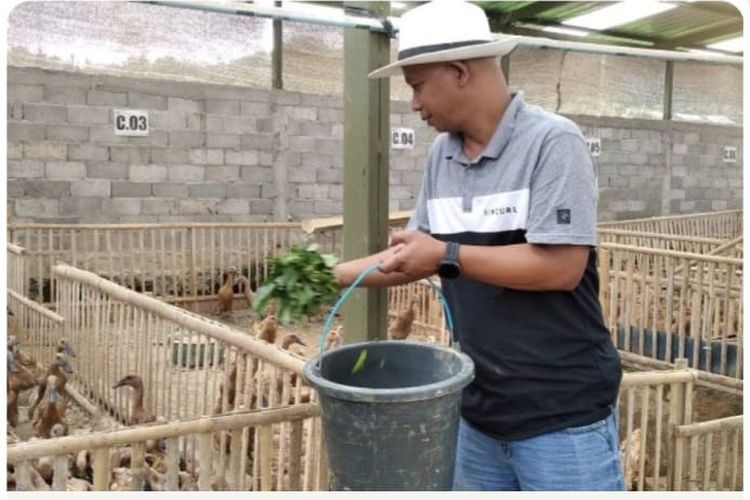 Peternak Bebek Menjerit karena Tak Masuk Menu MBG, Terganjal Rantai Pasok Panjang