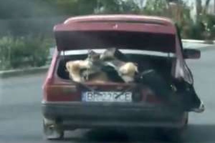 Seekor sapi yang diikat dimasukkan ke dalam sebuah bagasi mobil di Romania. Pemilik mobil akhirnya harus berurusan dengan polisi.